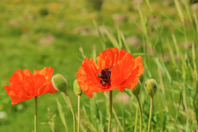 The Great Beauty of Armenia: 7-Day Culture and Cuisine Tour - What the $750 price means