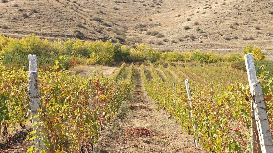 Yerevan: Khor Virap Day Trip with Mount Ararat Wine Tasting - What the $156 price really buys you
